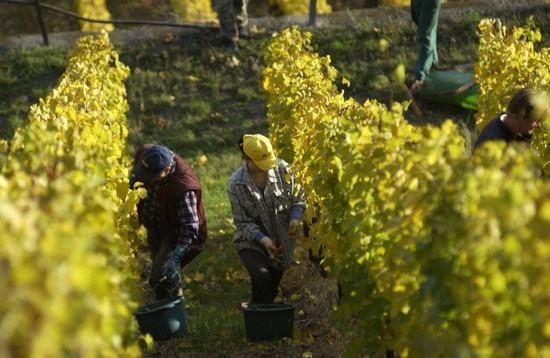 全球葡萄酒总产量下降8.2%，2018葡萄酒涨价已成定势