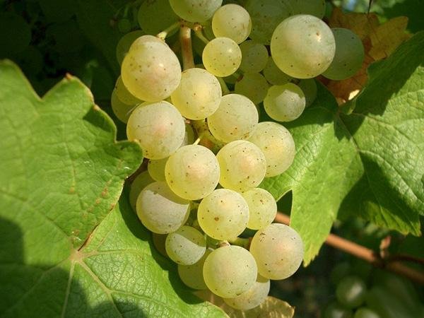 法国维欧尼葡萄酒指南