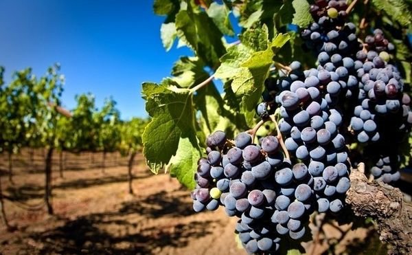 2017年波尔多葡萄酒数量和质量都将大不同